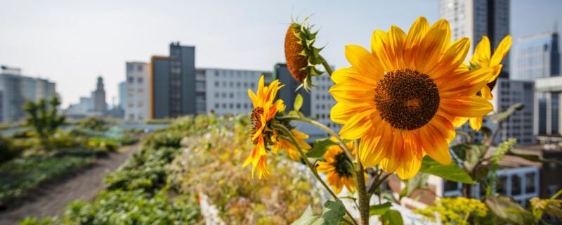 Medidas de adaptación incluidas en las contribuciones determinadas a nivel nacional (CDN), 2016-2018, de 13 países de América Latina y el Caribe.